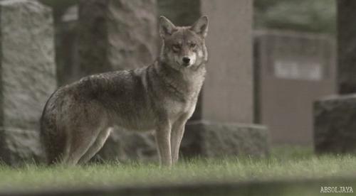 真正的狼灭：美国农场主一夜*击狙**45只郊狼，全套黑科技开挂了