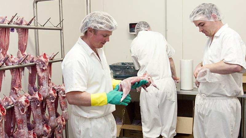 红火蚁咬人怎么消灭,红火蚁咬人怎么防治