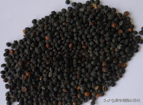 花卉种子在哪里买比较好,哪里有卖各种花卉种子