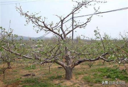 盛果期苹果树修剪的任务是什么,苹果树如何促进枝条生长