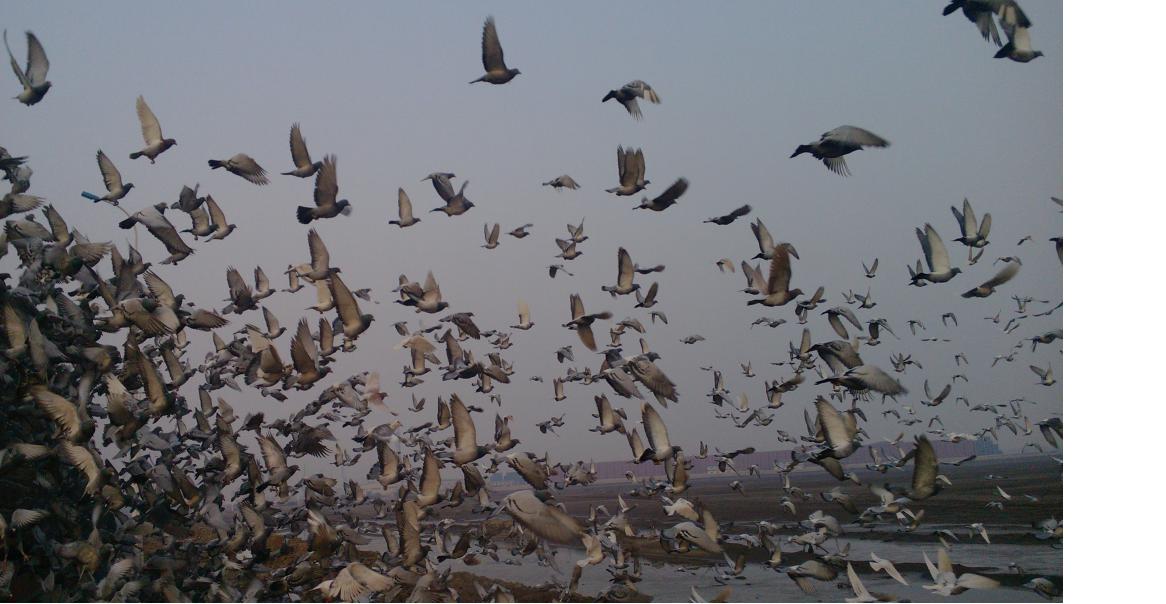 鸽子乱飞怎么办？教你几招轻松解决