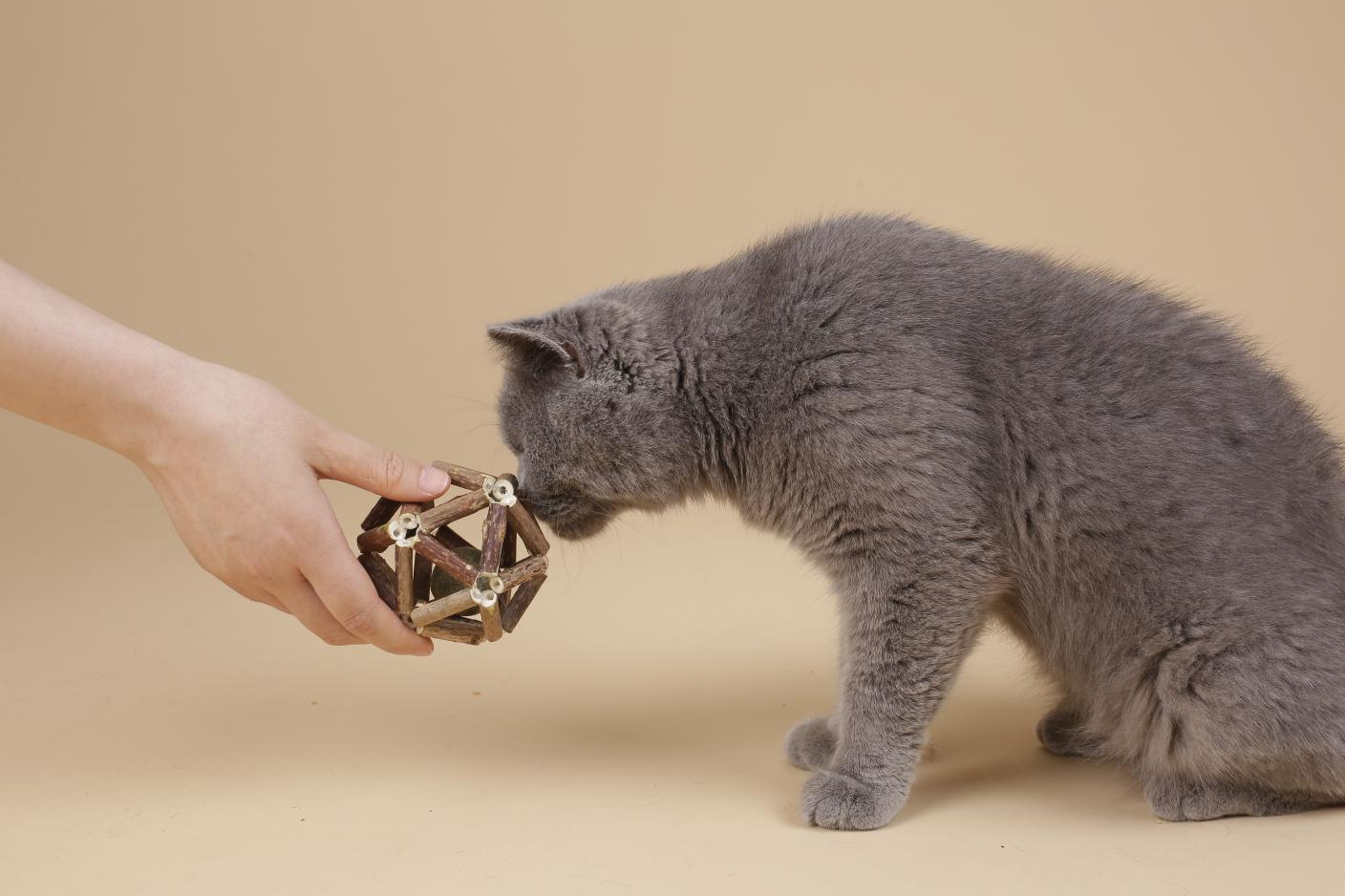 养猫养狗毛会被吸入肺里吗,家里养猫猫的毛会吸到肺里吗