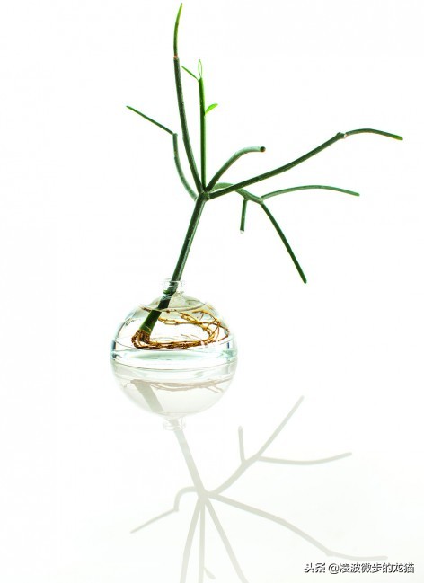 创意干花装饰小花瓶,创意花瓶加花