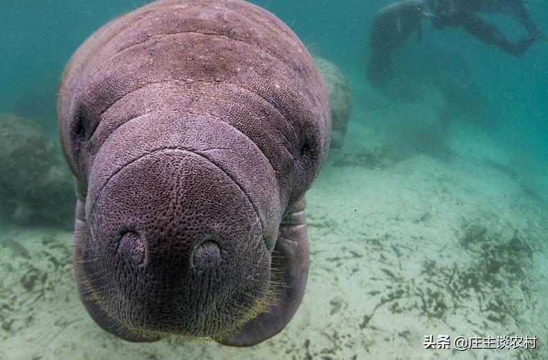 保护的小动物有哪些,保护类小动物