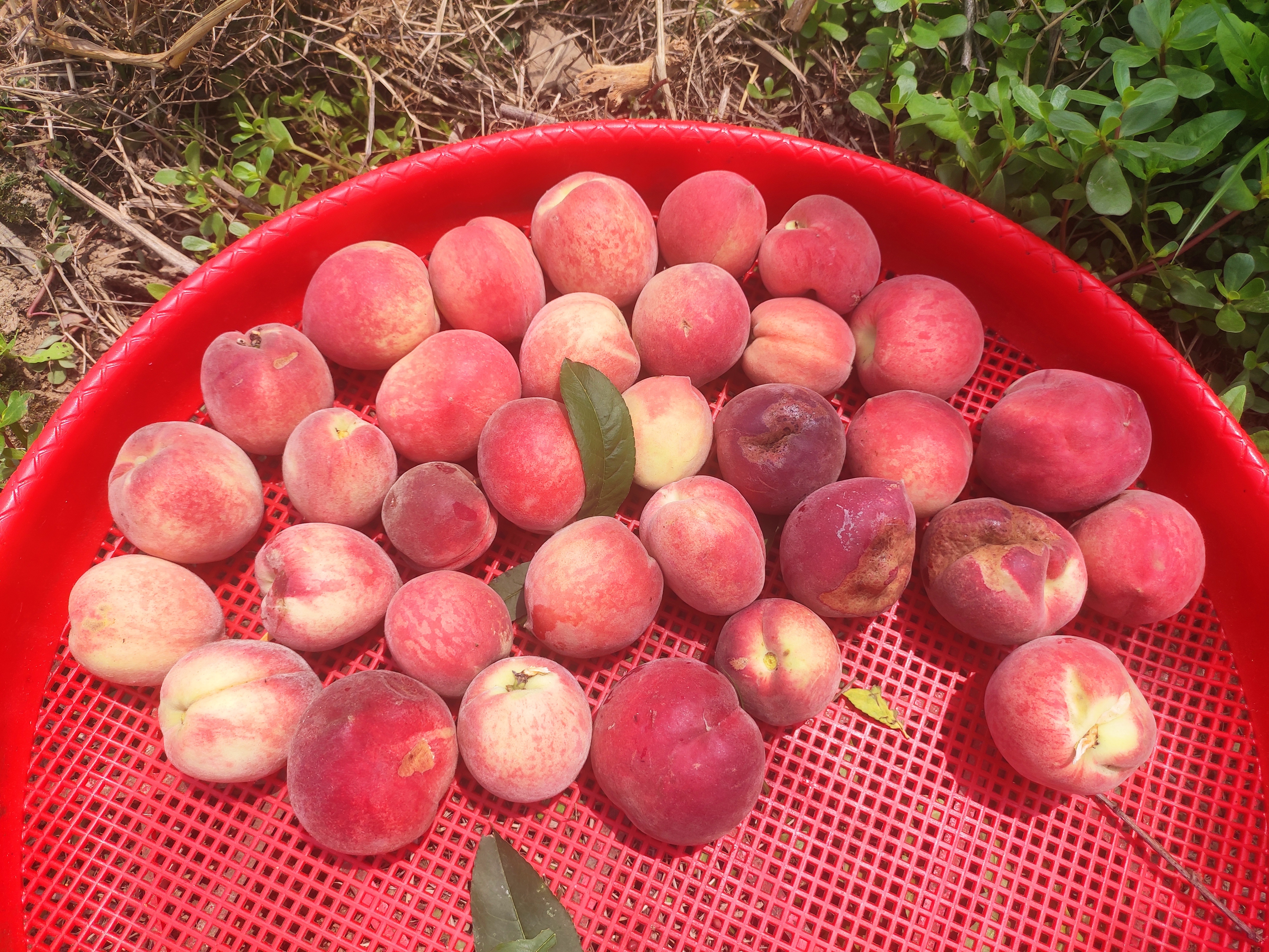 桃树一半死一半活预示什么,桃树枯萎意味着什么