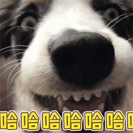 边牧如何训练跨栏,边牧为了吃肉放另外一只狗出来