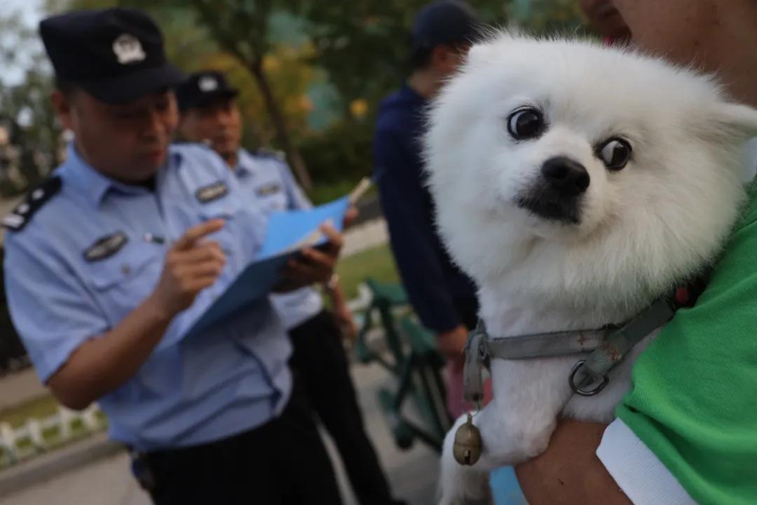徐州继续整治！1人遛4狗受处罚！