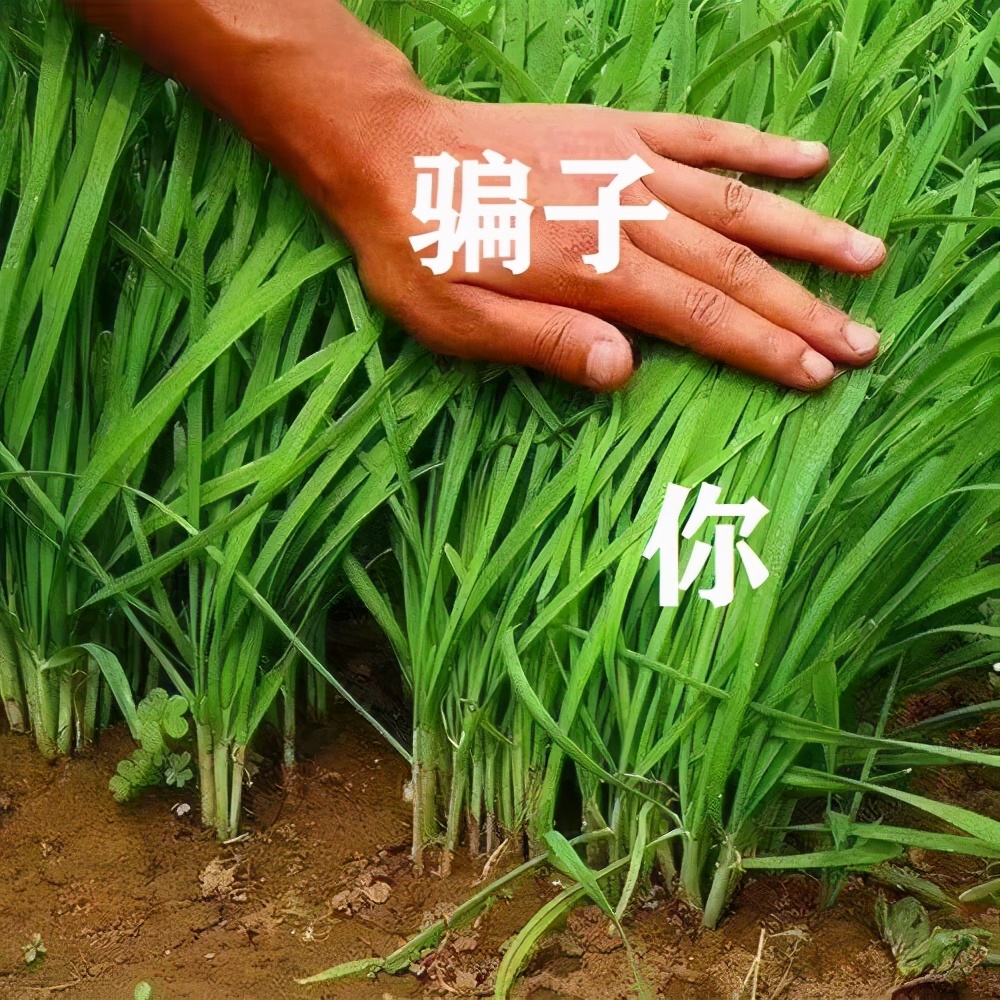 急急急！又见打着“央广”招牌的新型*局骗**！*子骗**专骗你这种人？