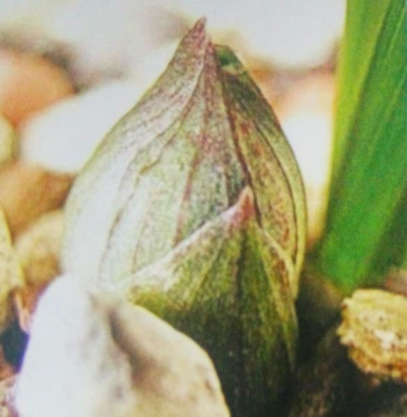 蕙兰有哪些容易开花的品种,蕙兰绿牡丹与老朵云差异