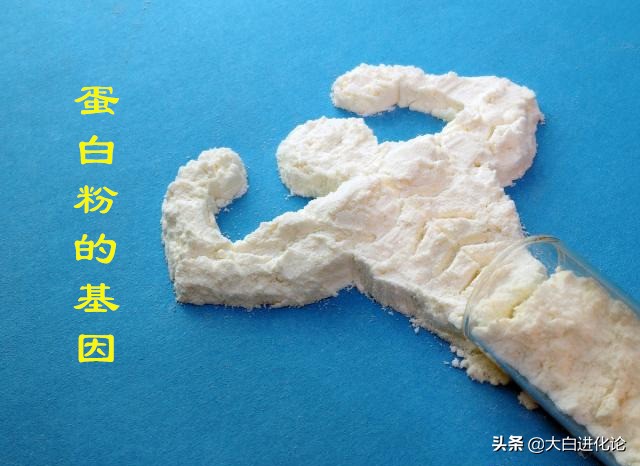 什么补剂碳水化合物高,健身碳水和蛋白比例