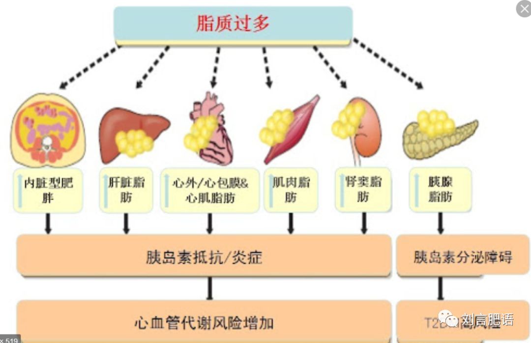 腰围决定寿命的视频,腰围粗影响寿命