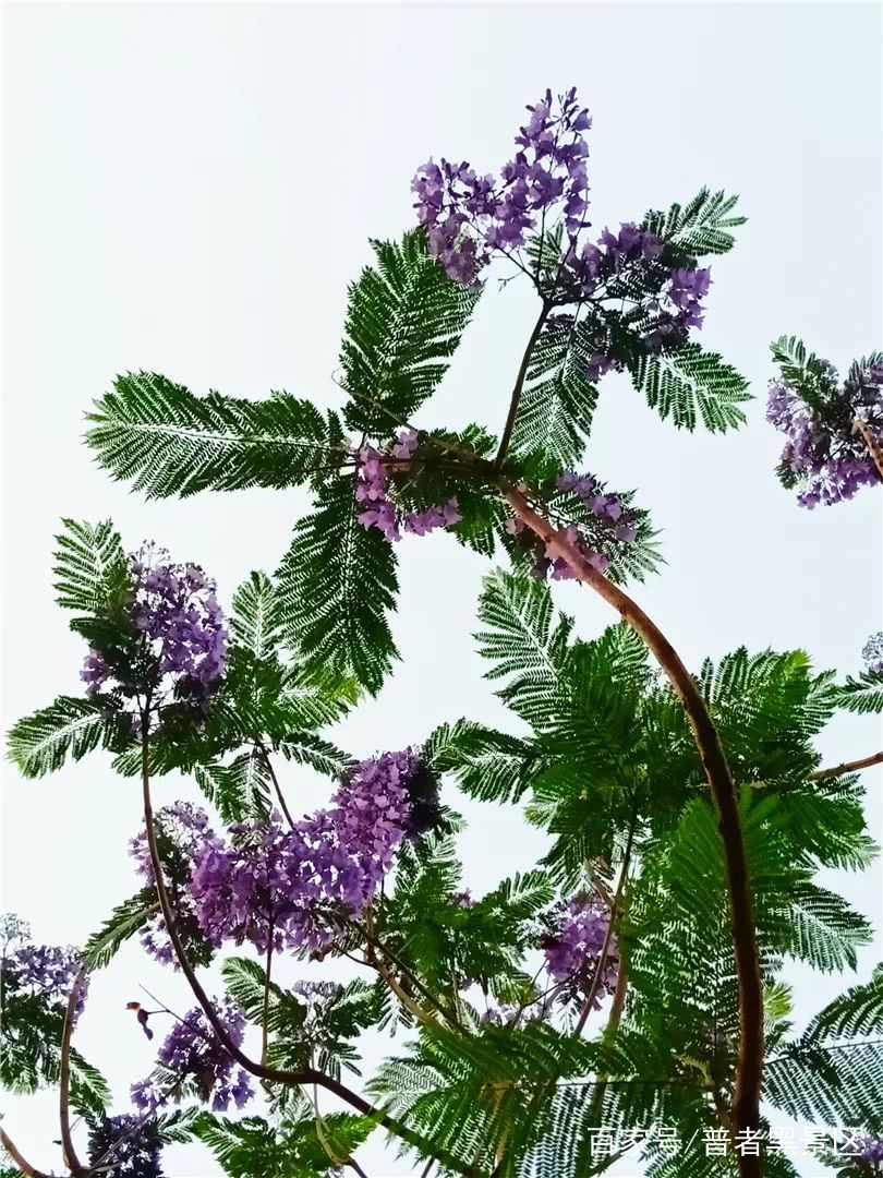 蓝花楹惊艳了初夏的那一抹紫,云南蓝花楹的紫色浪漫