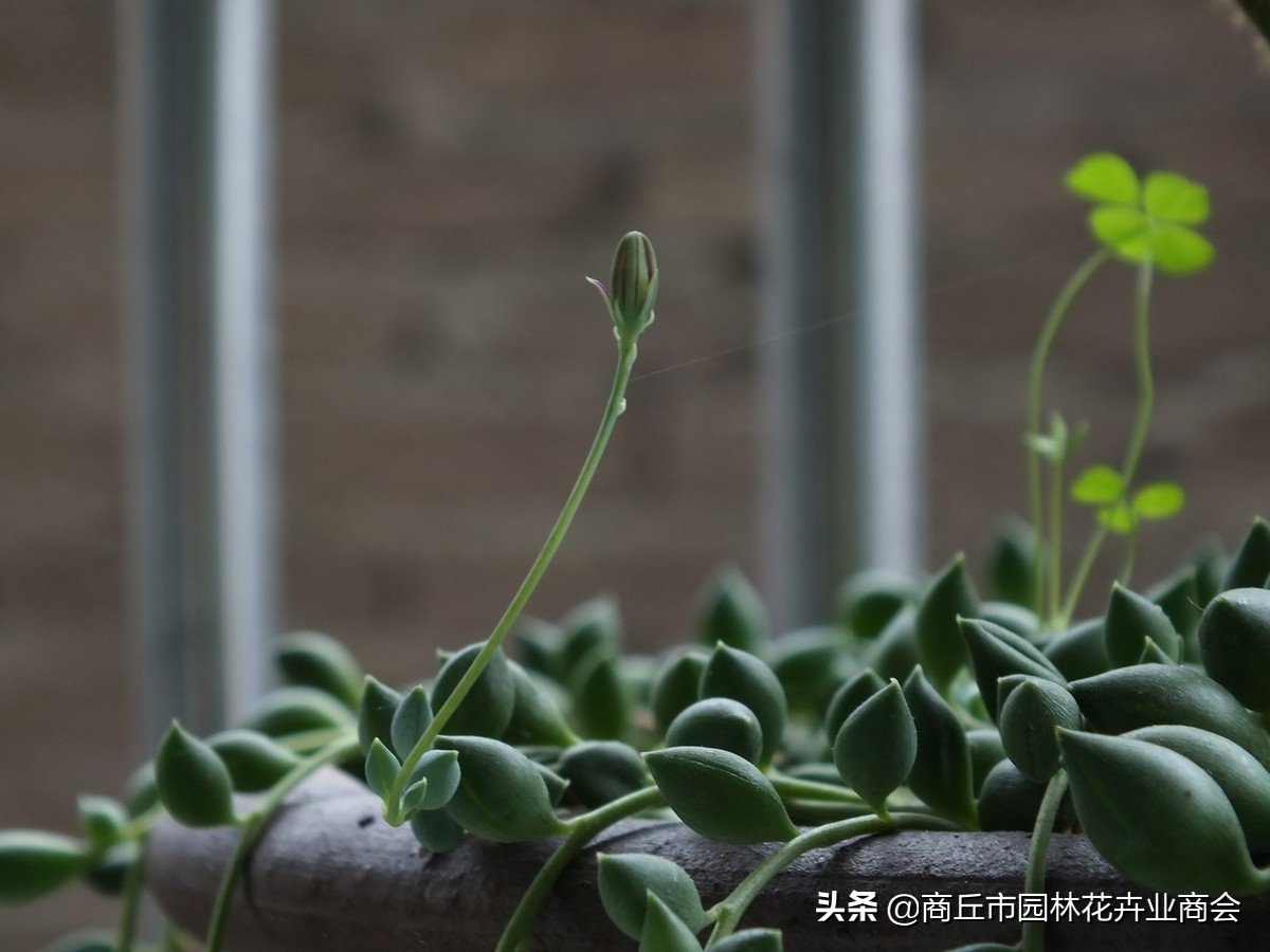 情人泪怎么养根系,情人泪怎么养才爆盆