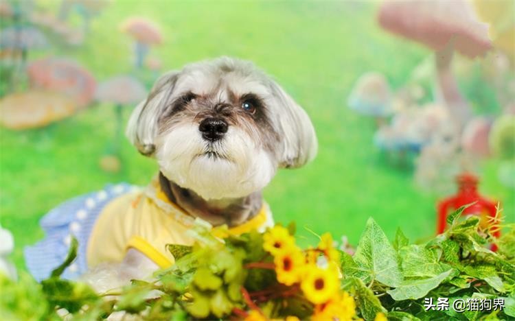 狗狗大了不回家怎么办,狗狗大了不想养了怎么办