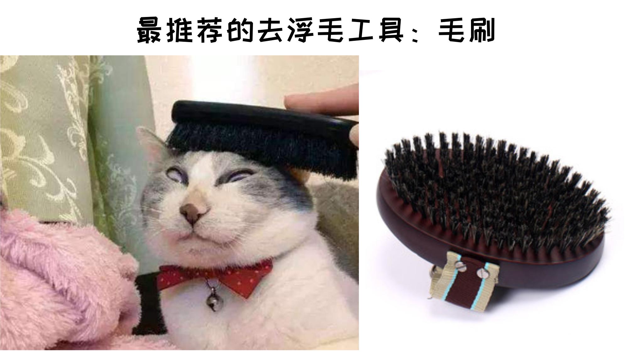 猫咪掉毛铲屎官怎么办,怎样解决猫咪掉毛非常严重的情况