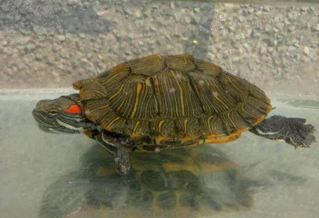 巴西龟新手入门必备知识,巴西龟分公母