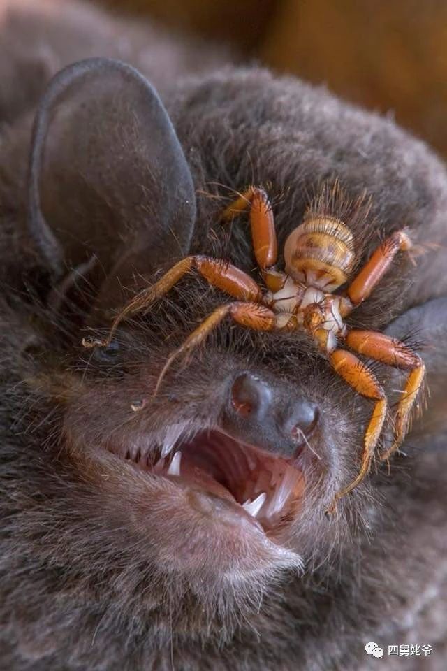 蛛蝇NycteribiaStylidiopsis