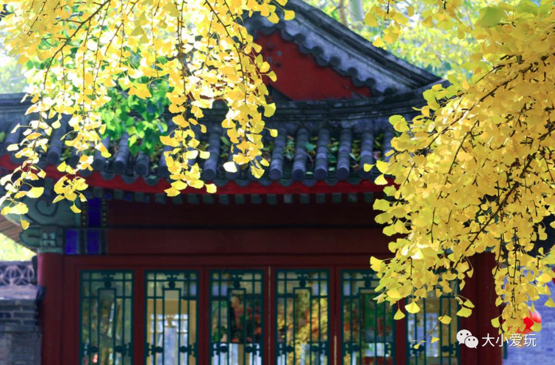 北京红螺寺银杏最佳观赏时间,北京赏银杏景区有哪些