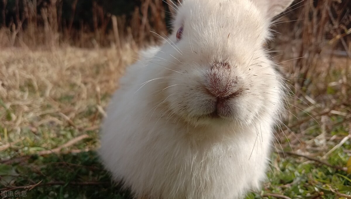 兔子脚受伤了涂什么药,兔子脚受伤还拉出血怎么回事