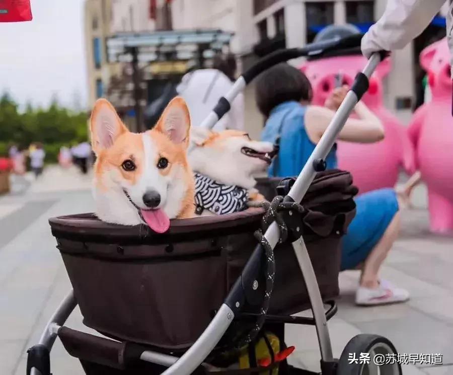 SW不到一千块入手？石榴婆苏州奕欧来行大揭秘