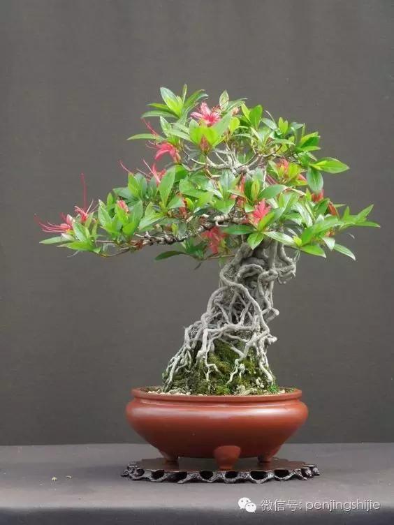 大师级老桩盆景欣赏,精美绝伦的老桩盆景
