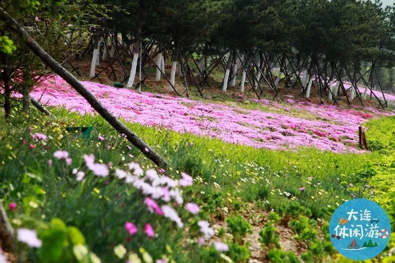 大连附近哪里有花海,大连一片花海