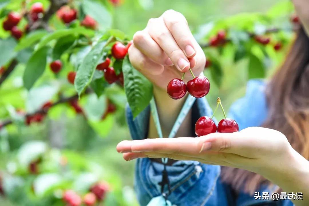 温度升高之前采摘樱桃,成都周边可摘樱桃的古镇