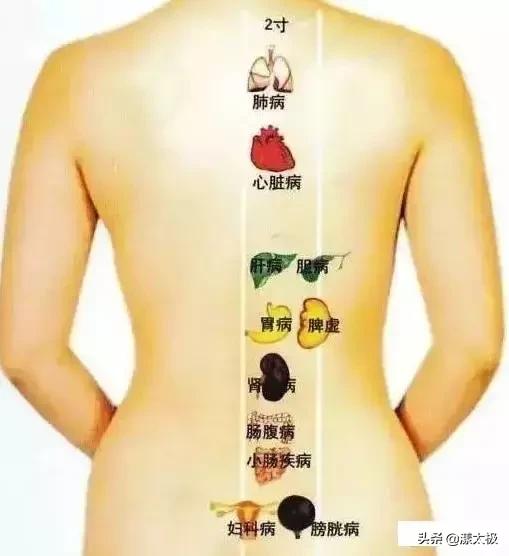 养生背薄一寸,背厚按哪个穴位变薄
