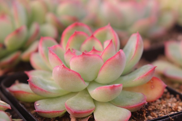 景天科拟石莲花属多肉品种,棱镜景天科拟石莲属多肉植物