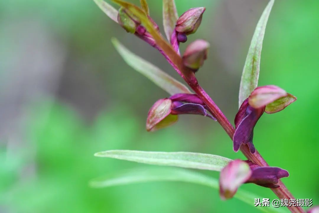 各个季节的野生兰花,北京百花山野生兰花图片