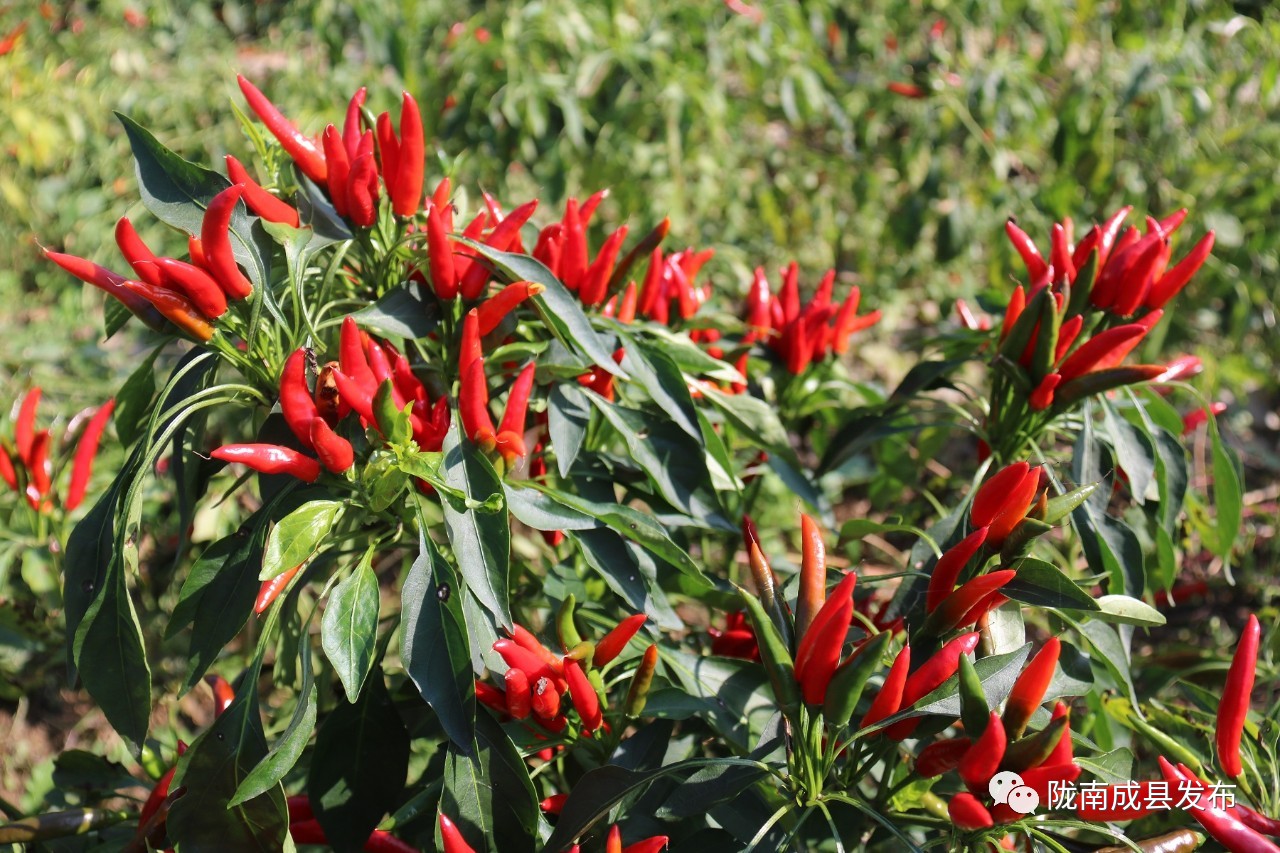 乡镇推动传统产业提档升级,推动优势产业发展壮大提质升级