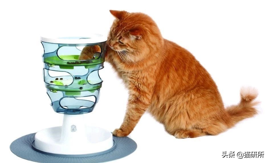 怎样让猫咪优雅的吃猫条,怎么才能让猫咪合理膳食