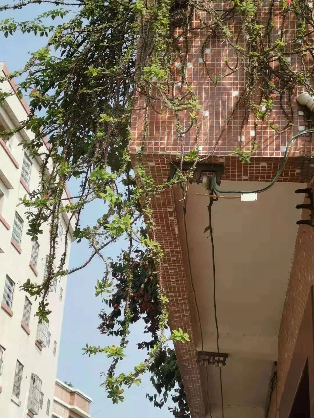 四季开花刺梅,能四季开花的花