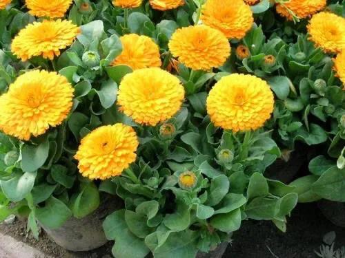 春天开的菊花类花卉大全,春季开花的波斯菊花