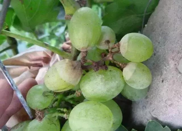 克瑞森葡萄常见病害,夏黑葡萄常见病害及防治