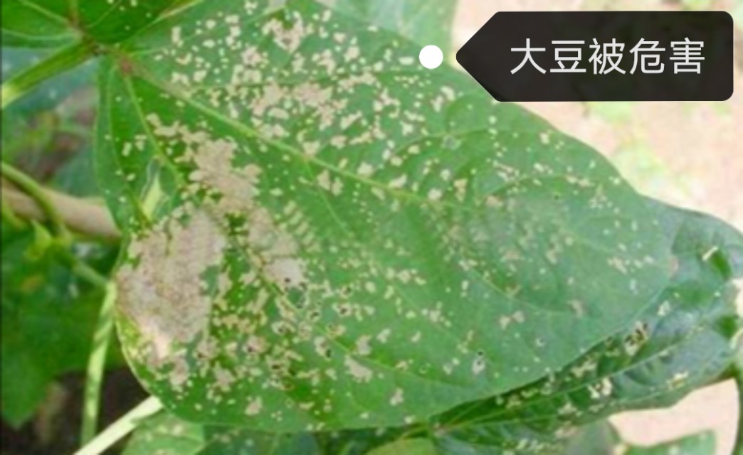 地下害虫,地下害虫斜纹夜蛾