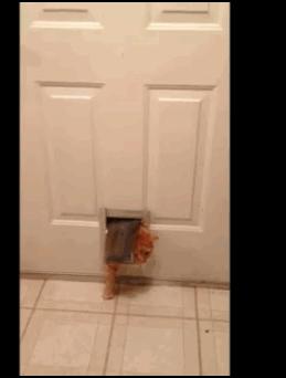 猫为何是液体,猫咪为什么要给猪染色