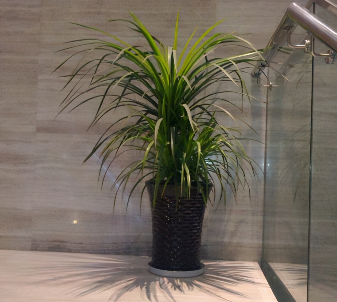 龙血树稀有吗,龙血树冬天叶子卷曲怎么办