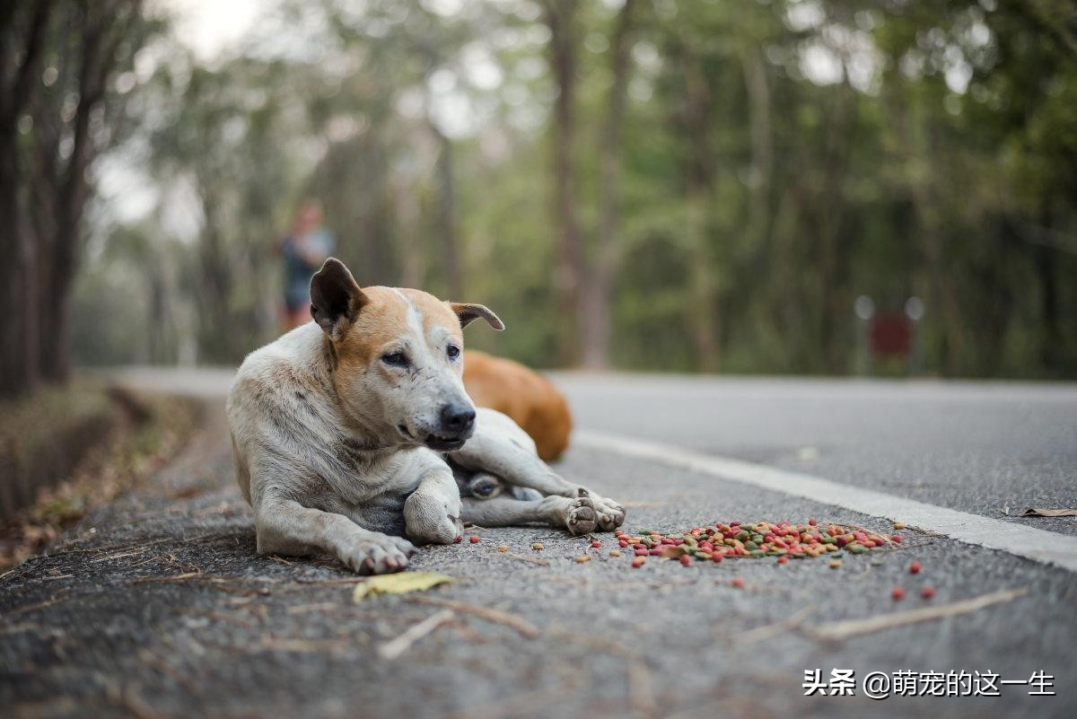细小是什么病会死吗,细小是狗的什么意思