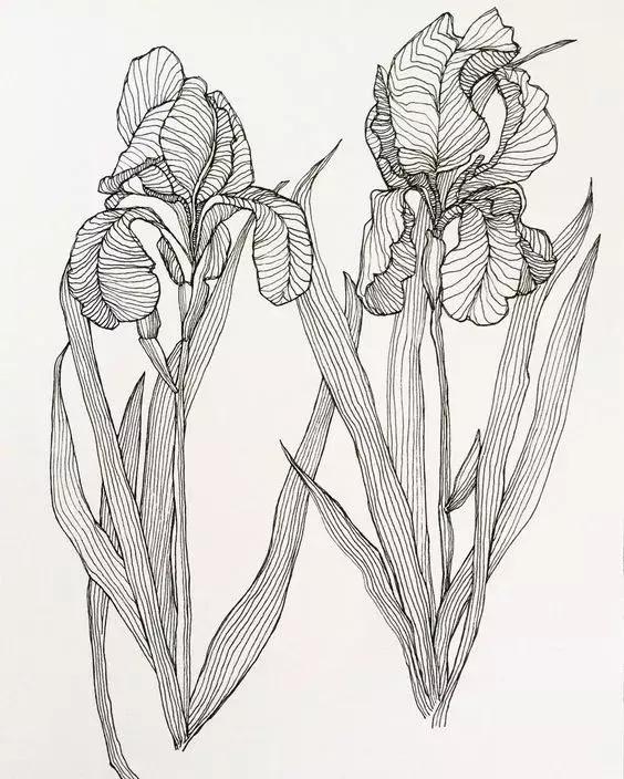 高级线描画花卉大全,花卉线描100种