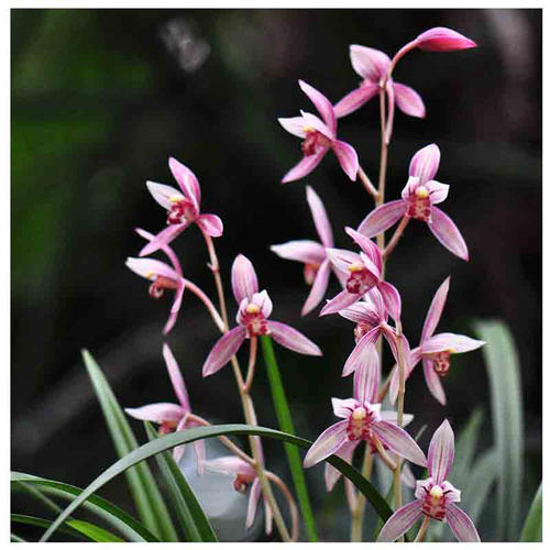 什么兰既好养开花又香,最好养的兰花四季兰介绍