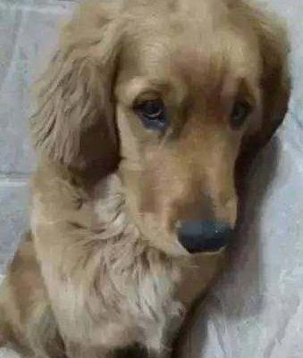 18岁老狗临终前最后一件事,10岁老狗救小主人