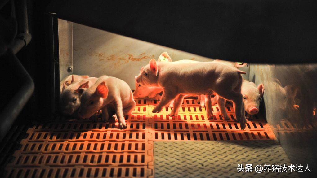 猪热应激是怎么造成的,解决猪热应激见效最快的办法