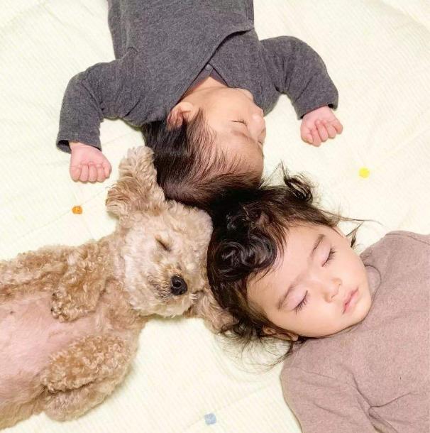 泰迪犬可以在卧室睡么,怎么让泰迪犬睡觉