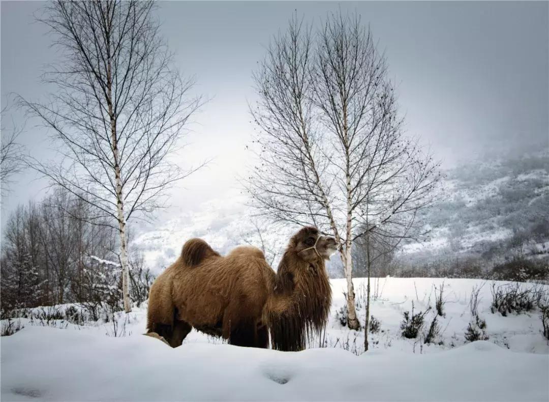 武都的风景大全,武都美丽景色