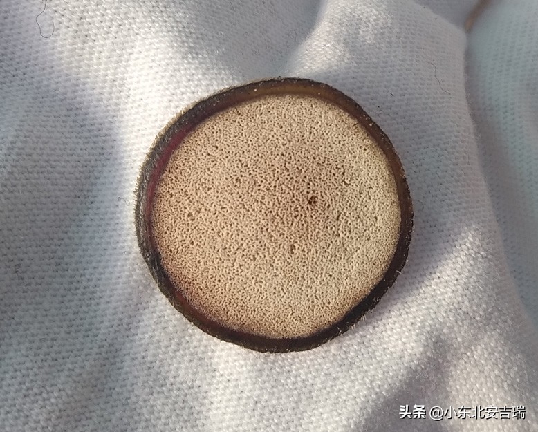 购买鹿茸时怎么选择,买鹿茸需要注意什么