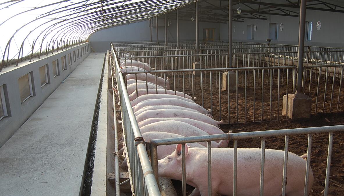 猪的养殖场猪舍都有哪些设施,半封闭式猪场如何做到冬季保暖