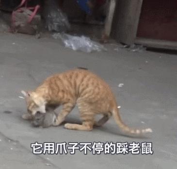 猫抓到老鼠不吃是什么原因,为什么猫抓到老鼠不立刻吃掉呢