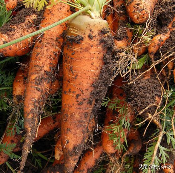 种植胡萝卜的利润及成本,种植胡萝卜的前景怎么样