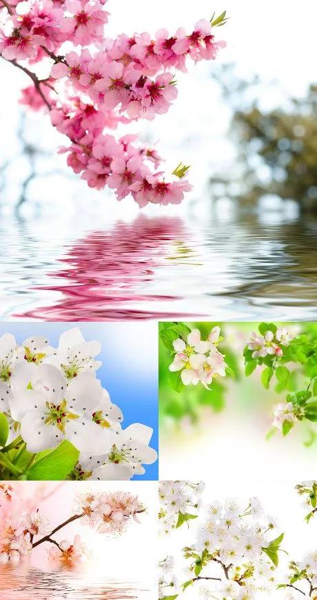 关于桃花的诗词和名句,赞美林芝桃花的诗词